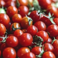 tomaten anpflanzen im gewächshaus s&v stegplattenversand gmbh