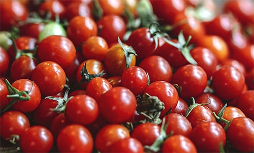 Tomaten Anpflanzen Im Gewächshaus S&Amp;V Stegplattenversand Gmbh
